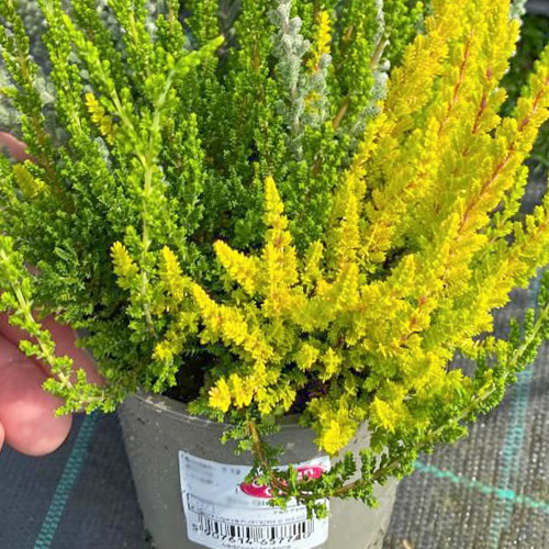 1 db, Közönséges hanga Trio Girls Zelia/Zilly/Zoe - Palánták: Mod de ambalare: 1 db