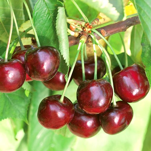 1 db, Cseresznye Ferrovia - Palánták: Mod de ambalare: 1 db