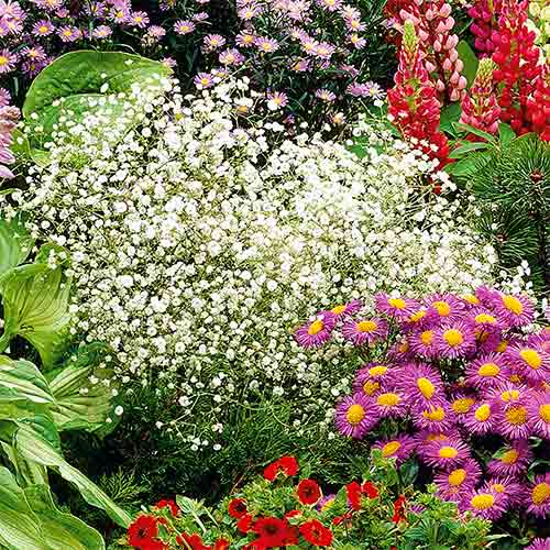 1 szt, Fátyolvirág (Gypsophila) White Kiepenkerl - Magok: Mod de ambalare: 1 db