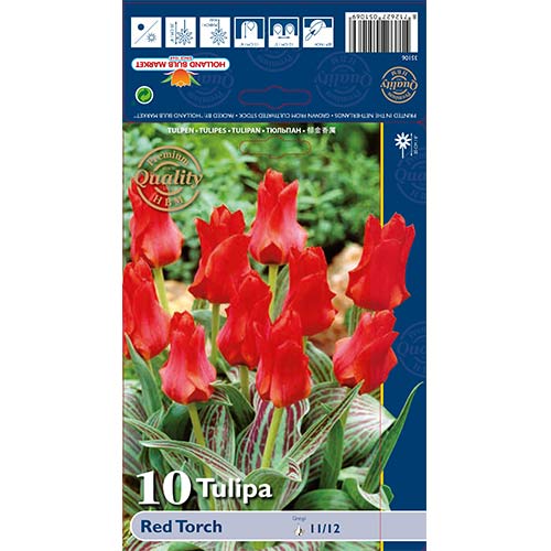 10 db, Tulipán Red Torch - Hagymák: Mod de ambalare: 10 db