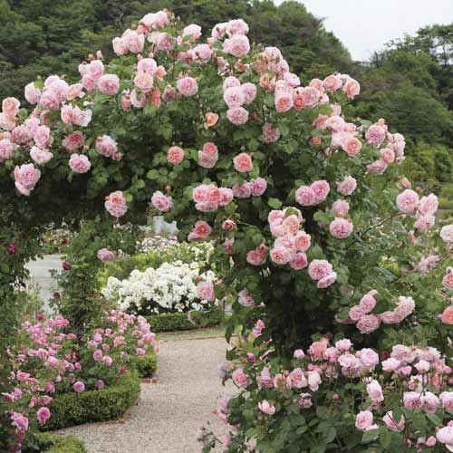 1 db, Rózsa futó Valeria - Palánták: Mod de ambalare: 1 db