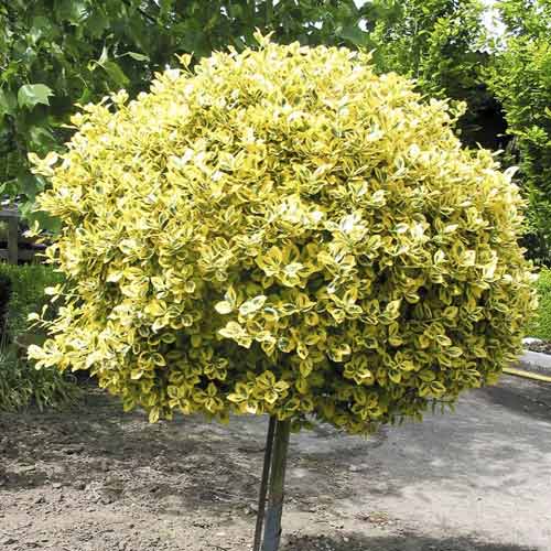 1 szt, Kúszó kecskerágó(Euonymus) Emerald'n Gold, C4,5 - Palánták: Mod de ambalare: 1 db