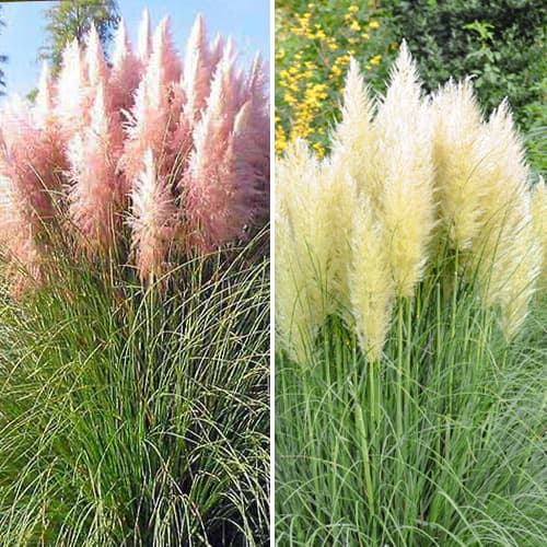 Hihetetlen ajánlat! Pampafű Duó, 2 fajtából álló készlet - Palánták: Mod de ambalare: 2 db