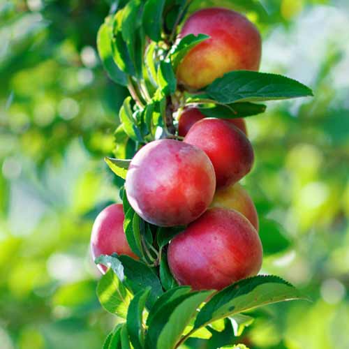 1 db, NEKTARIN OSZLOPOS ORION - Palánták: Mod de ambalare: 1 db