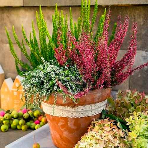 1 db, Közönséges hanga Trio Girls Athene/Elisa/Amethyst - Palánták: Mod de ambalare: 1 db