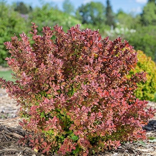 1 db, Borbolya japán Pink Perfection - Palánták: Mod de ambalare: 1 db