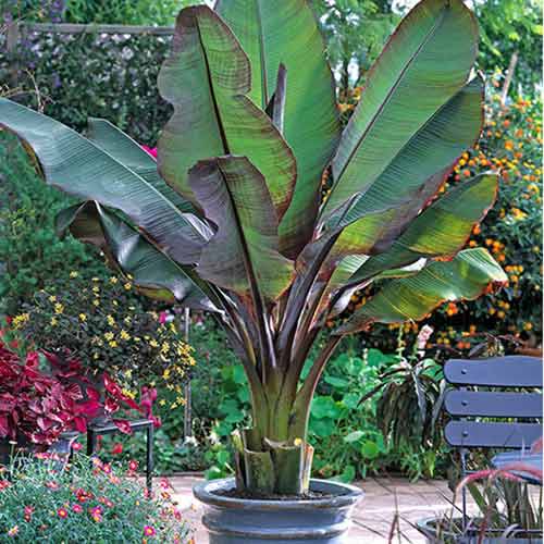 1 db, Banán Maurelli - Évelő: Mod de ambalare: 1 db