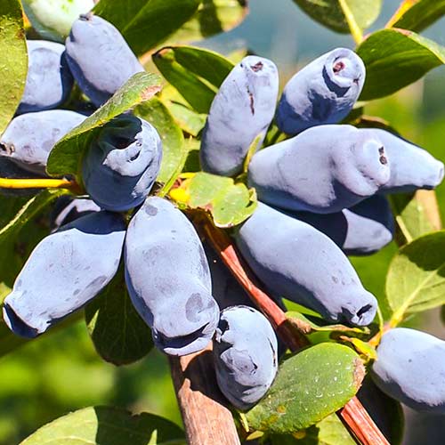 1 db, Mézbogyó Jolanta - Palánták: Mod de ambalare: 1 db