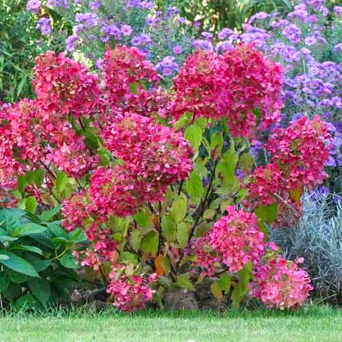 1 db, Hortenzia paniculata Diamant Rouge - Palánták: Mod de ambalare: 1 db