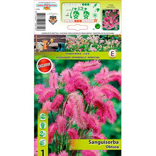 1 db, Vérfű (Sanguisorba) Obtusa - Évelő: Mod de ambalare: 1 db