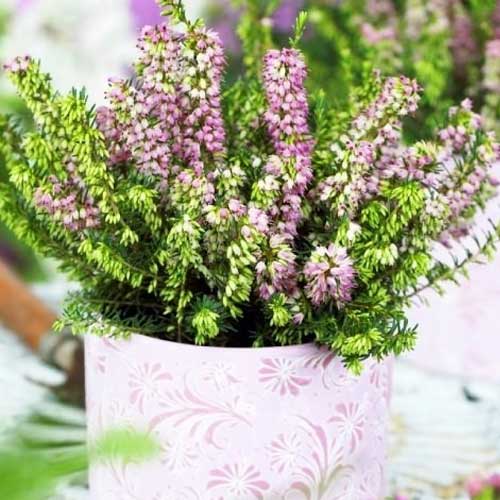 1 db, Örökzöld Hanga Darley Dale - Palánták: Mod de ambalare: 1 db