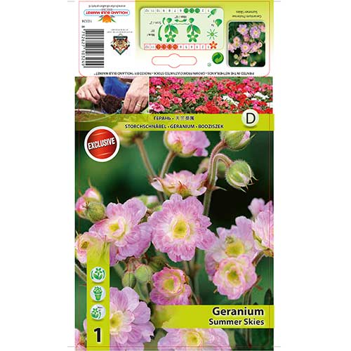 1 db, Gólyaorr (Geranium) Summer Skies - Évelő: Mod de ambalare: 1 db