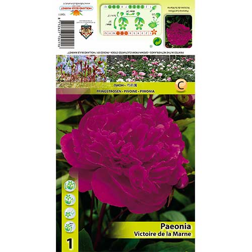 1 db, Bazsarózsa Victoire de La Marne - Évelő: Mod de ambalare: 1 db