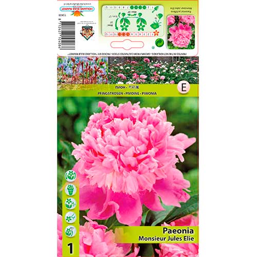 1 db, Bazsarózsa Monsieur Jules Elie - Évelő: Mod de ambalare: 1 db