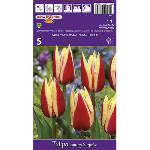 5 db, Tulipán Spring Surprise - Hagymák: Mod de ambalare: 5 db
