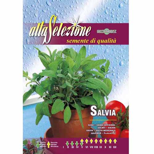 1 szt, Zsálya orvosi - Magok: Mod de ambalare: 1 db