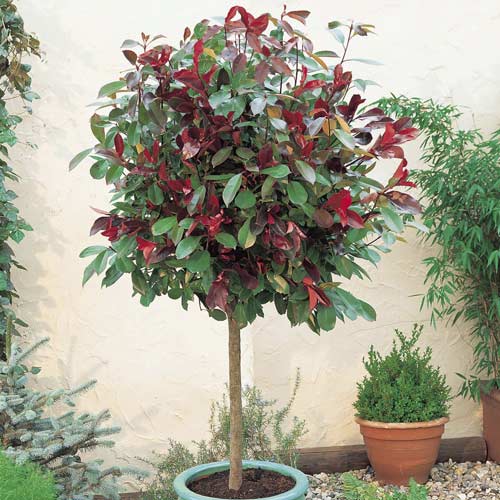 1 db, Photinia fraseri Little Red Robin, C3 - Palánták: Mod de ambalare: 1 db