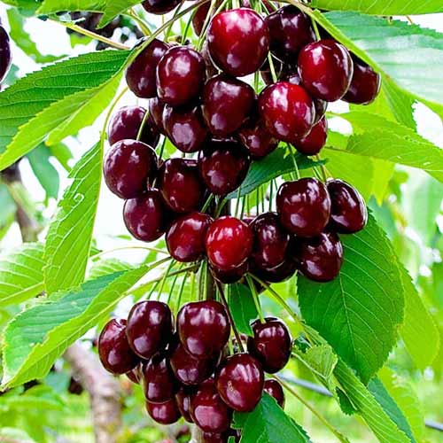 1 db, CSERESZNYE OSZLOPOS REGGINA - Palánták: Mod de ambalare: 1 db