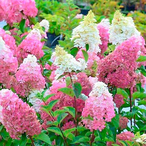 1 db, Hortenzia paniculata Fraise Melba - Palánták: Mod de ambalare: 1 db