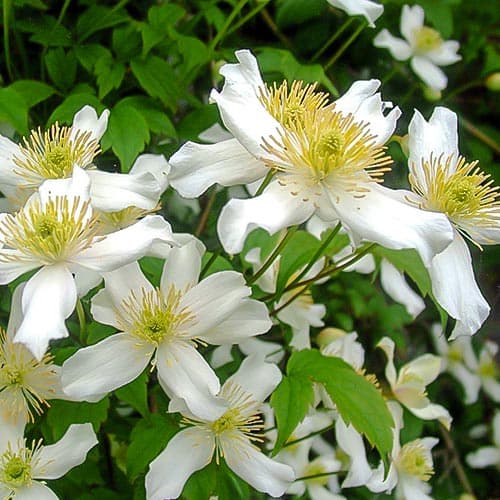 1 db, Iszalag (Clematis) montana Alba - Palánták: Mod de ambalare: 1 db