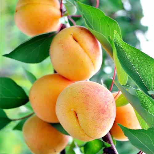 1 db, Sárgabarack oszlopos Anubis - Palánták: Mod de ambalare: 1 db