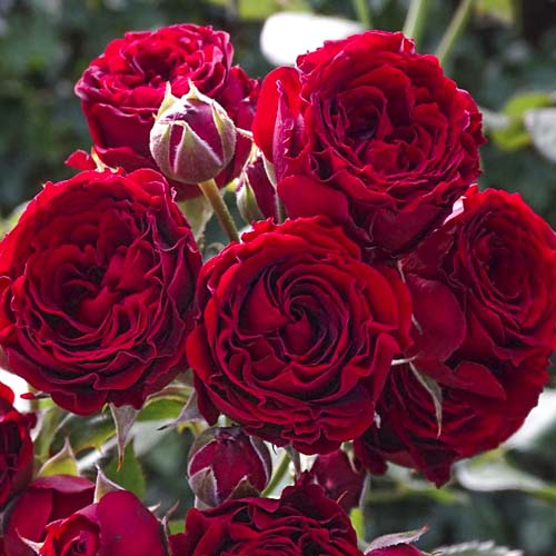 1 Pflanze(n), Großblumige Rose Red Sensation - Setzlinge: Ilość w opakowaniu: 1 Pflanze(n)