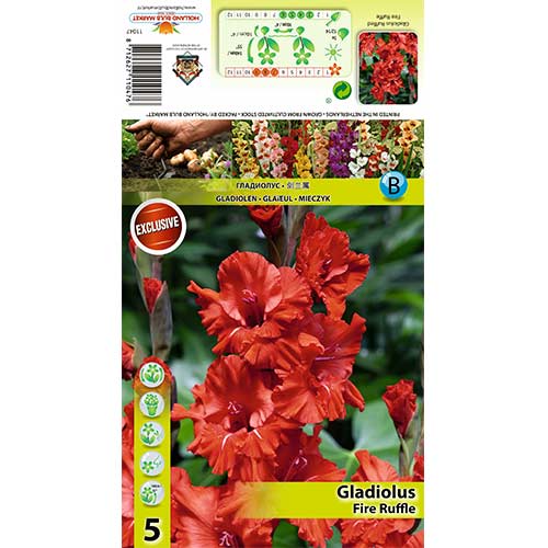 5 Stück, Großblumige Gladiole Fire Ruffle - Zwiebeln: Ilość w opakowaniu: 5 Stück