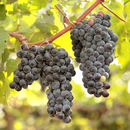 1 Pflanze(n), Weintraube New York Muscat, Р9 - Setzlinge: Ilość w opakowaniu: 1 Pflanze(n)