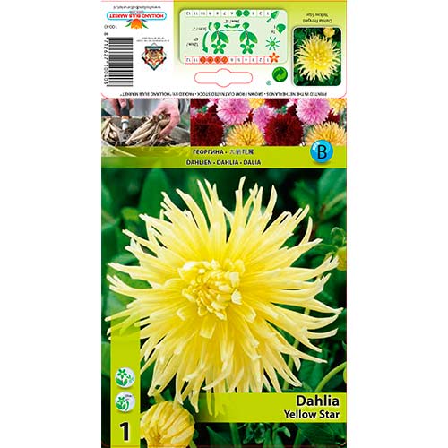 1 Stück, Dahlie Yellow Star - Stauden: Ilość w opakowaniu: 1 Stück