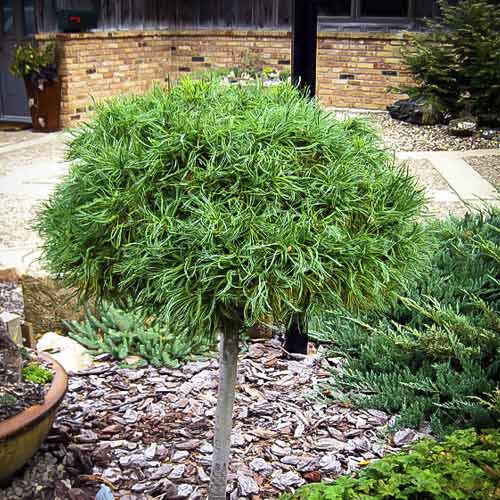 1 Pflanze(n), Weymouths-Kiefer Green Twist, C4 - Setzlinge: Ilość w opakowaniu: 1 Pflanze(n)