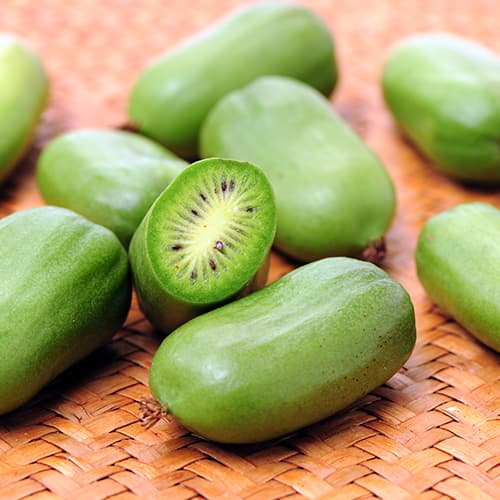 1 Pflanze(n), Kiwi Issai, P9 - Setzlinge: Ilość w opakowaniu: 1 Pflanze(n)