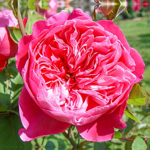 1 Pflanze(n), Großblütige Rose Accademia - Setzlinge: Ilość w opakowaniu: 1 Pflanze(n)