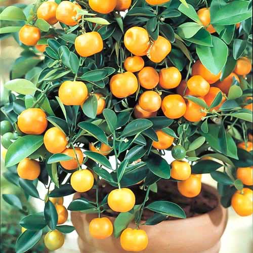 1 szt, Calamondinorange Panama Orange - Stauden: Ilość w opakowaniu: 1 Stück