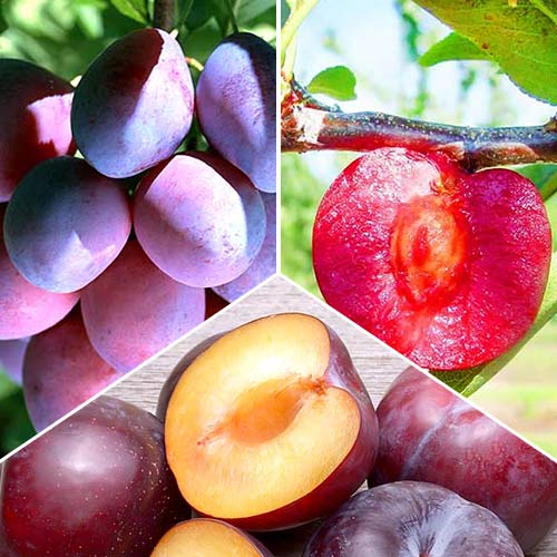 Pflaumen Trio, Set mit 3 Setzlingen - Setzlinge: Ilość w opakowaniu: 3 Pflanze(n)