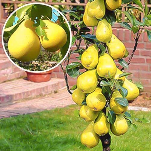 1 Pflanze(n), Säulenbirne Saphira, С2 - Setzlinge: Ilość w opakowaniu: 1 Pflanze(n)