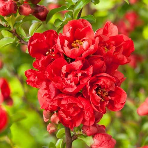 1 Pflanze(n), Zierquitte Red Joy - Setzlinge: Ilość w opakowaniu: 1 Pflanze(n)