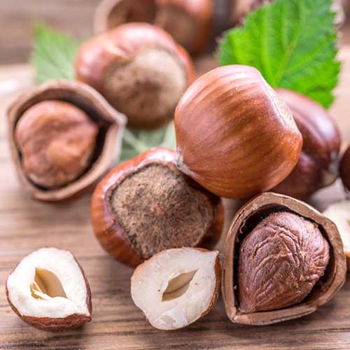 1 Pflanze(n), Haselnuss Ennis - Setzlinge: Ilość w opakowaniu: 1 Pflanze(n)