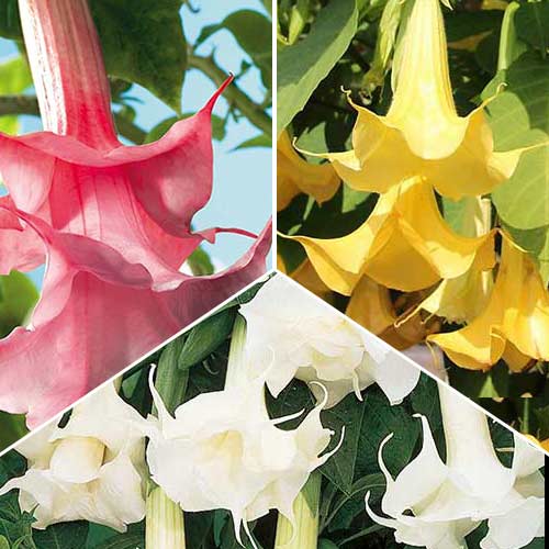 1 szt, Tolles Angebot! Brugmansia Angels, Set mit 3 Setzlingen - Stauden: Ilość w opakowaniu: 3 Stück