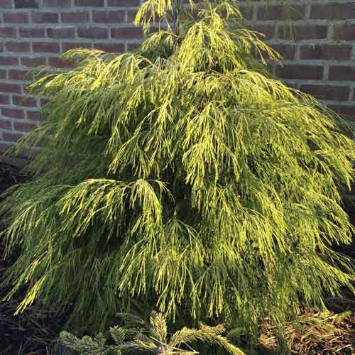 1 Pflanze(n), Scheinzypresse Karaca, C4 - Setzlinge: Ilość w opakowaniu: 1 Pflanze(n)