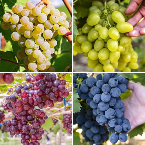 4 Pflanze(n), Promo Set! Weintrauben Traubensorbet, Set mit 4 Setzlingen - Setzlinge: Ilość w opakowaniu: 4 Pflanze(n)