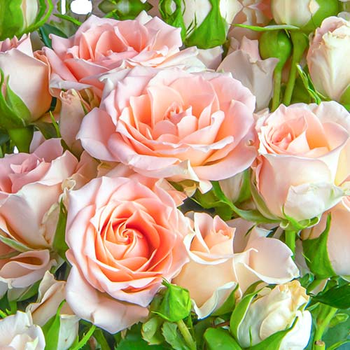 1 Pflanze(n), Großblütige Rose Grazia - Setzlinge: Ilość w opakowaniu: 1 Pflanze(n)