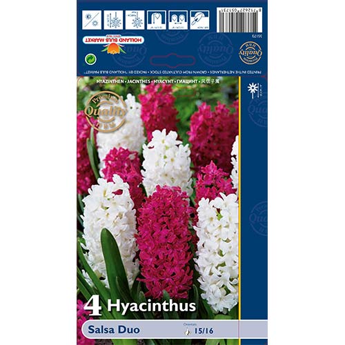 4 Stück, Hyazinthe Salsa Duo, farbmischung - Blumenzwiebeln: Ilość w opakowaniu: 4 Stück