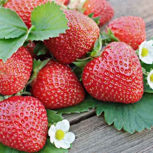 1 szt, Erdbeeren Renaissance - Setzlinge: Ilość w opakowaniu: 5 Setzling(e)