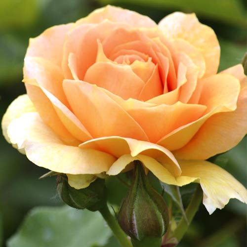 1 Pflanze(n), Großblumige Rose Magic Lantern - Setzlinge: Ilość w opakowaniu: 1 Pflanze(n)