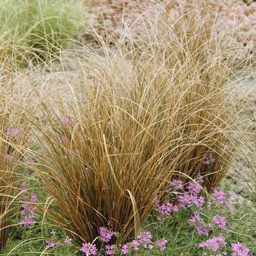 1 Pflanze(n), Fuchsrote Neuseeland Segge Red Rooster PBR, C3 - Setzlinge: Ilość w opakowaniu: 1 Pflanze(n)