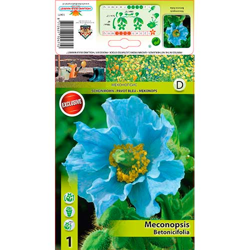 1 Stück, Blaublühender Scheinmohn - Stauden: Ilość w opakowaniu: 1 Stück