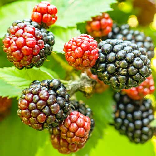 1 Pflanze(n), Brombeere Tricolor - Setzlinge: Ilość w opakowaniu: 1 Pflanze(n)