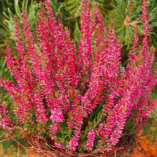 1 Pflanze(n), Besenheide Athene - Setzlinge: Ilość w opakowaniu: 1 Pflanze(n)