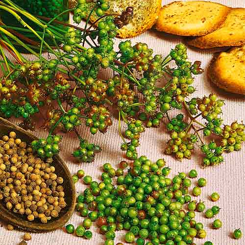 1 szt, Koriander aussaat Marino - Samen: Ilość w opakowaniu: 1 Stück