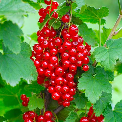 1 Pflanze(n), Rote Johannisbeere Rondom - Setzlinge: Ilość w opakowaniu: 1 Pflanze(n)